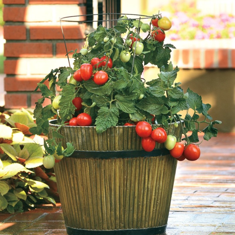 Tomates mini italiennes (plant miniature/de table)