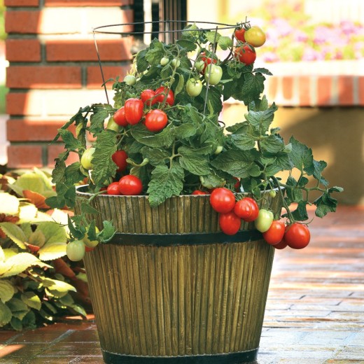 Tomates mini italiennes (plant miniature/de table)
