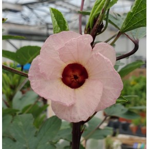 Hibiscus - Roselle à bissap