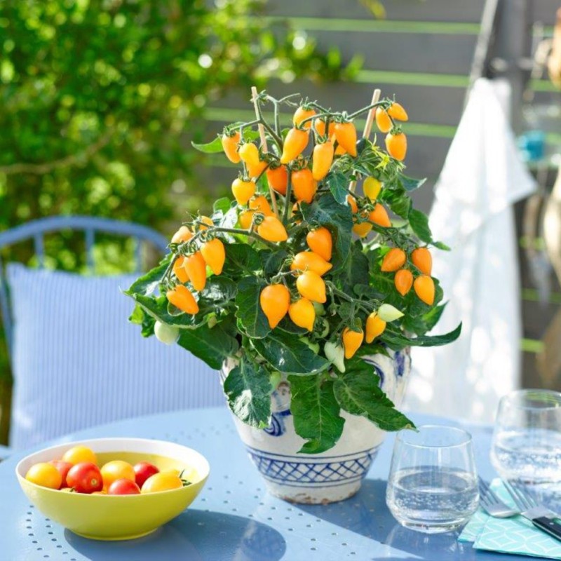 Tomate cerise orange (Plant miniature/de table)