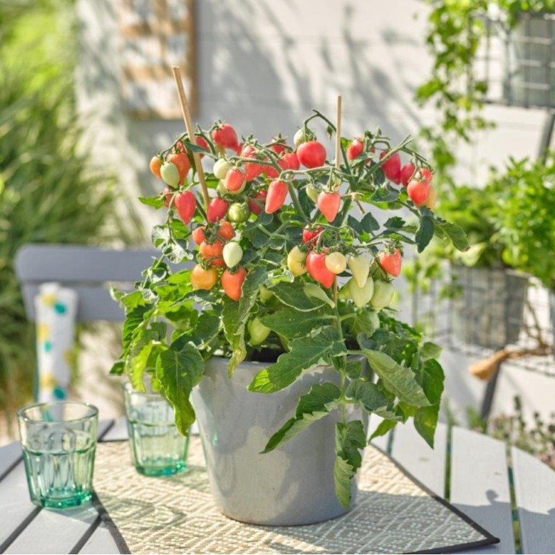 Tomate cerise Rose (Plant miniature/de table)