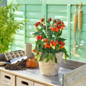 Tomate cerise rouge (Plant miniature/de table)