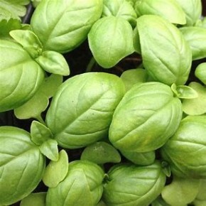 Basilic Vert