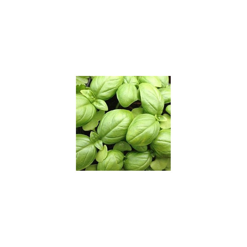 Basilic Vert