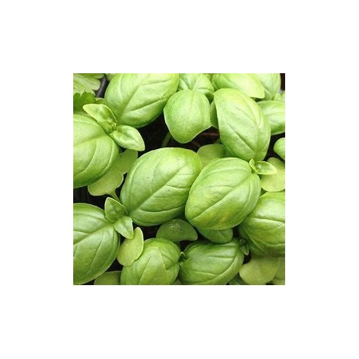 Basilic Vert