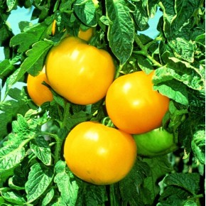 Tomate Beef Jaune (déterminé)