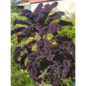 Chou Kale Rouge (Redbor)
