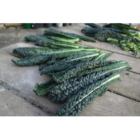 Chou Kale (Collard)