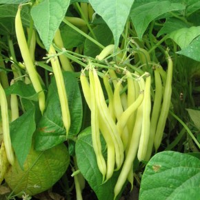 Haricot Jaune nain