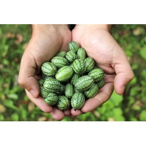 Melon Souris (Cucamelon)