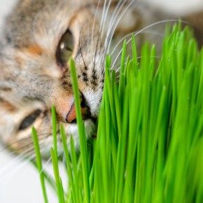 Herbe Aux Chats Maison