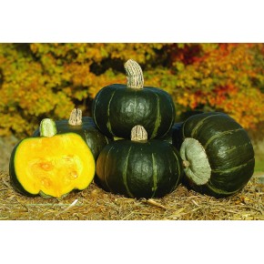Courge Buttercup