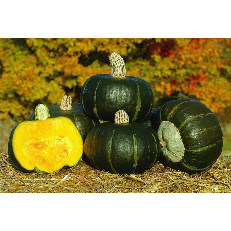 Courge Buttercup