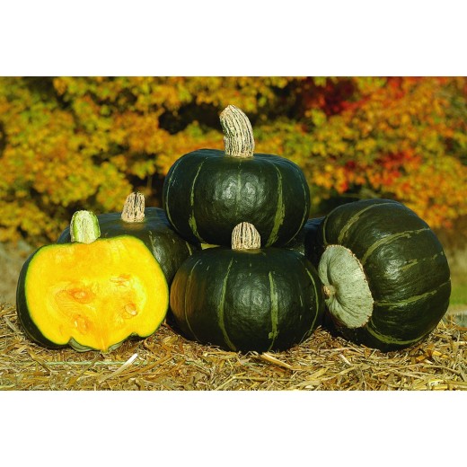 Courge Buttercup