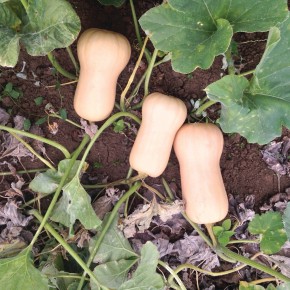 Courge Butternut