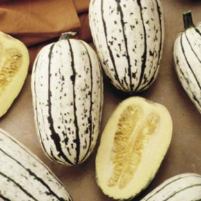 Courge Spaghetti Delicata