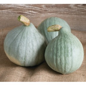 Courge Hubbars