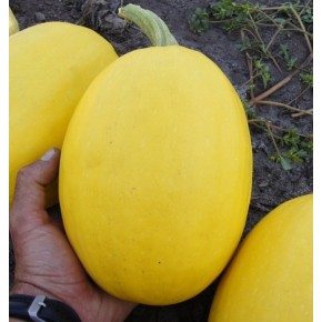 Courge Spaghetti