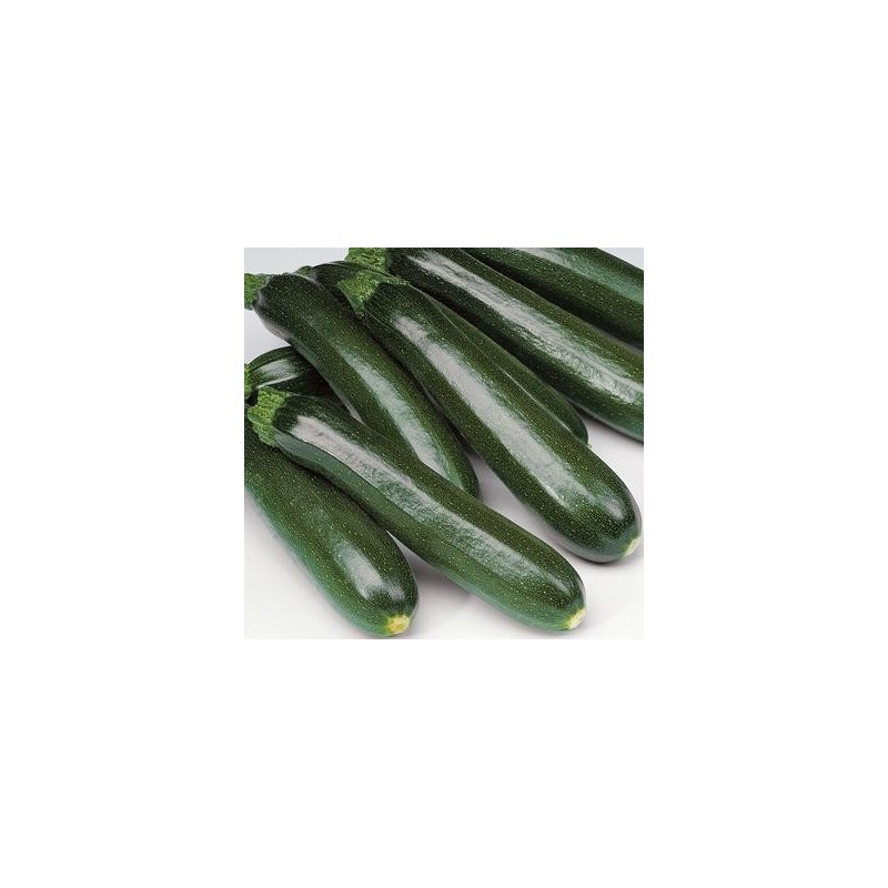 Courgette Verte