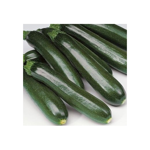 Courgette Verte