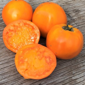 Tomate beef orange Valencia (indéterminée)