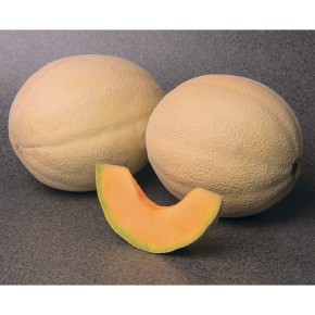 Cantaloup