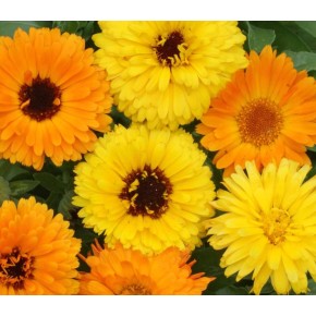 Calendule/soucis Mélangé