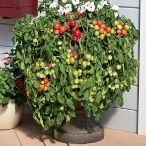 Tomate Cerise Rouge (déterminé)