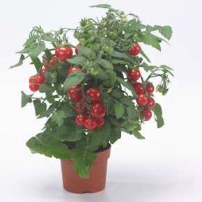 Tomate Cocktail Rouge (déterminé)