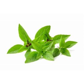 Basilic Thaï