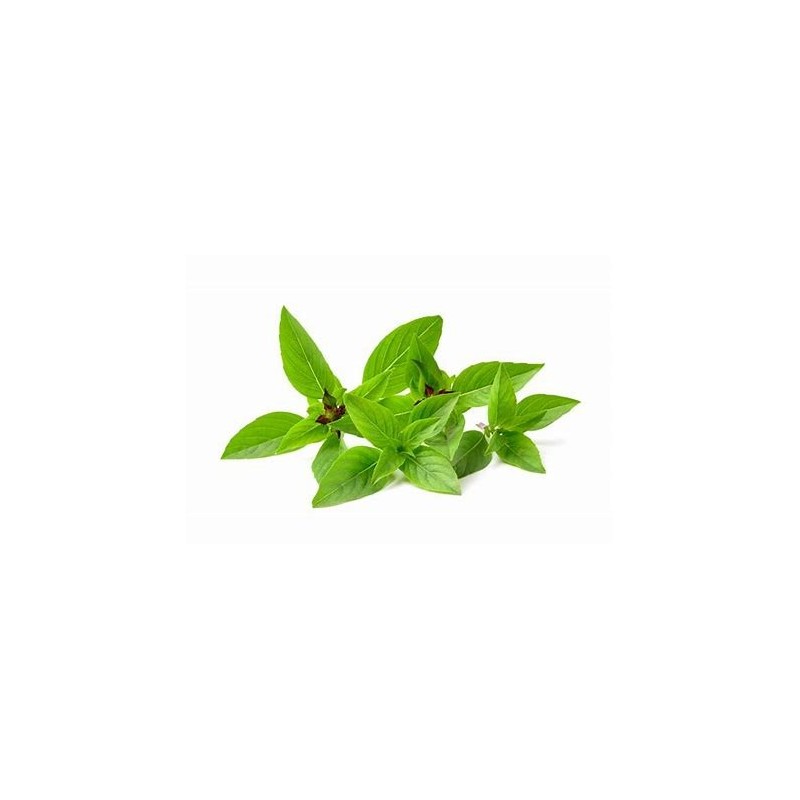 Basilic Thaï