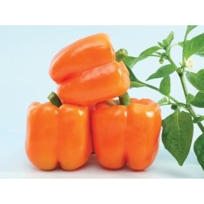 Poivron DOUX Orange