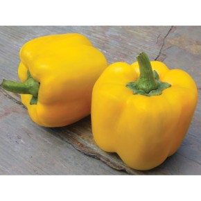 Poivron JAUNE