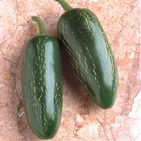 Poivron Jalapeno (fort)
