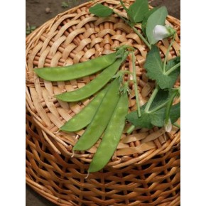 Pois Mange-Tout