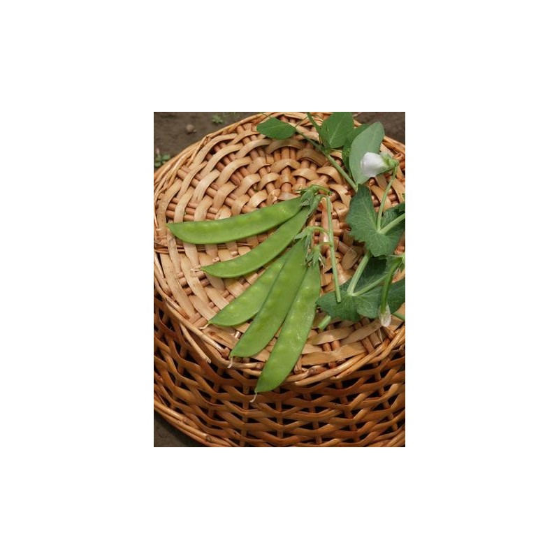 Pois Mange-Tout