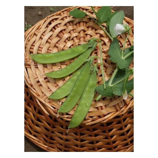 Pois Mange-Tout