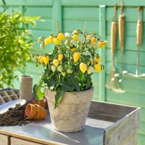 Cerises Jaune (plant miniature/de table)