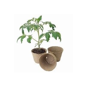 Tomates mini italiennes (plant miniature/de table)