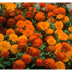 Tagetes Mixtes (Oeillet d'Inde)