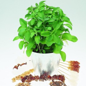 Stevia