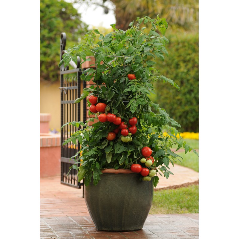 Tomates beef pour patio