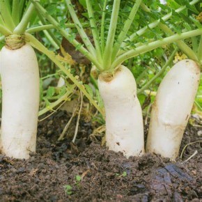 Radis Daikon