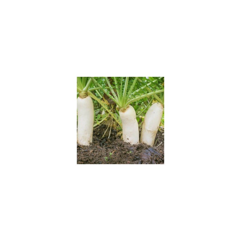Radis Daikon