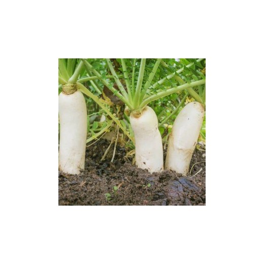 Radis Daikon
