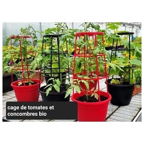 Concombre de Table (champs)