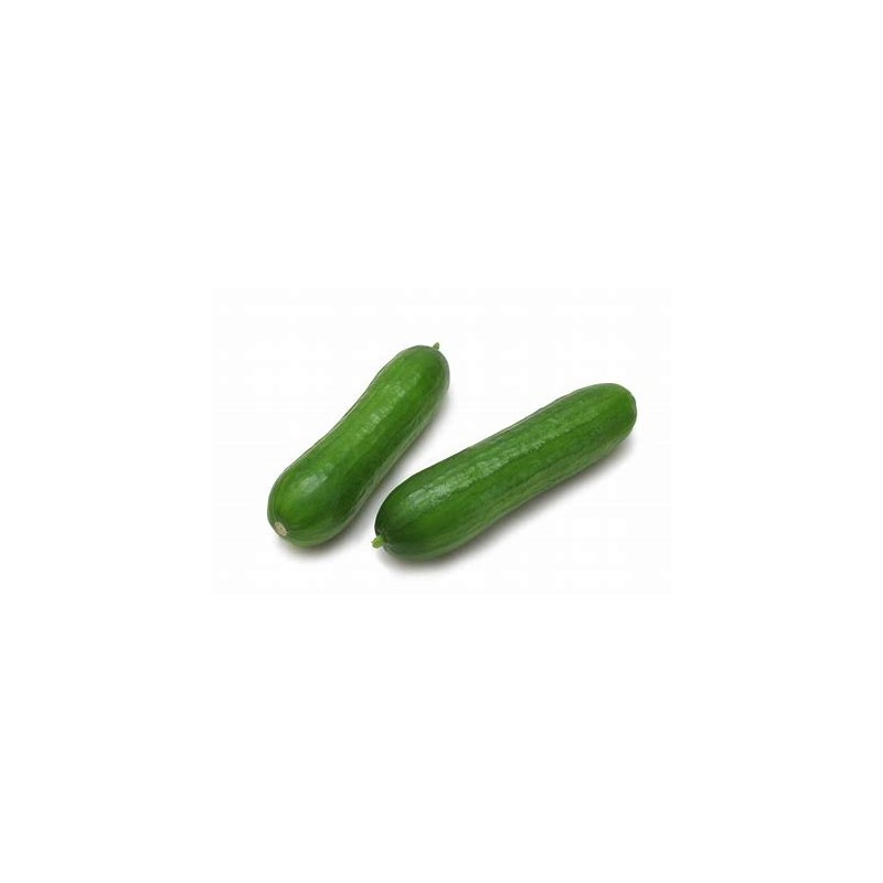 Concombre mini libanais
