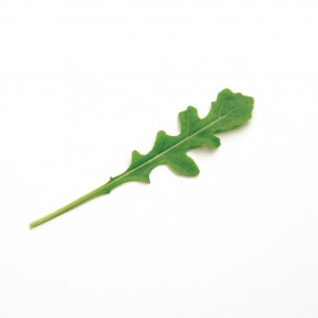 Roquette Sauvage Sylvetta