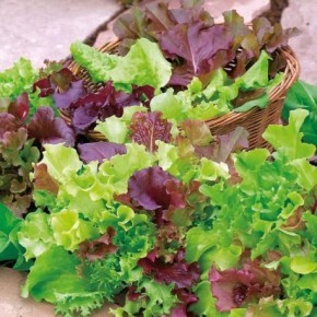 Mesclun