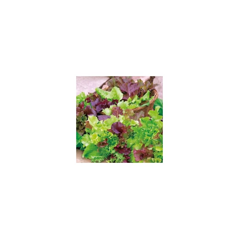 Mesclun